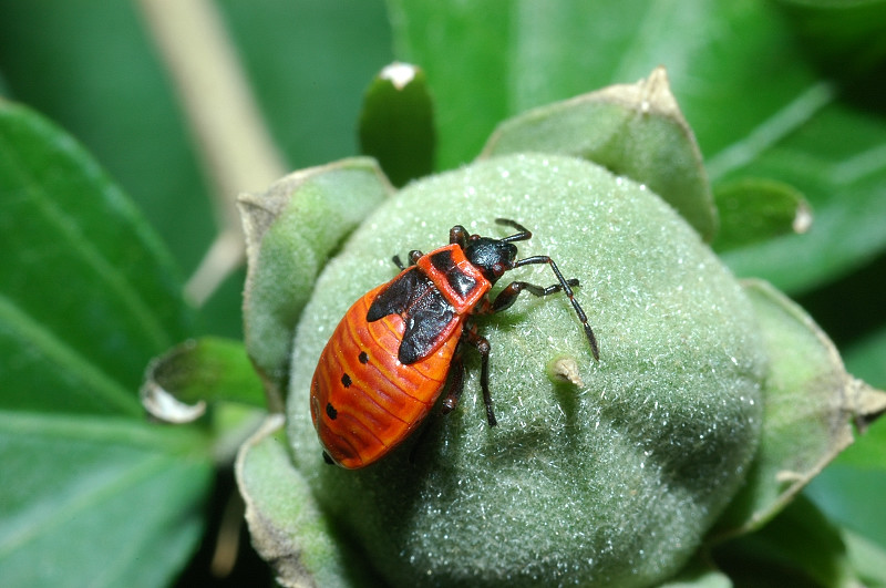 Pyrrhocoris apterus